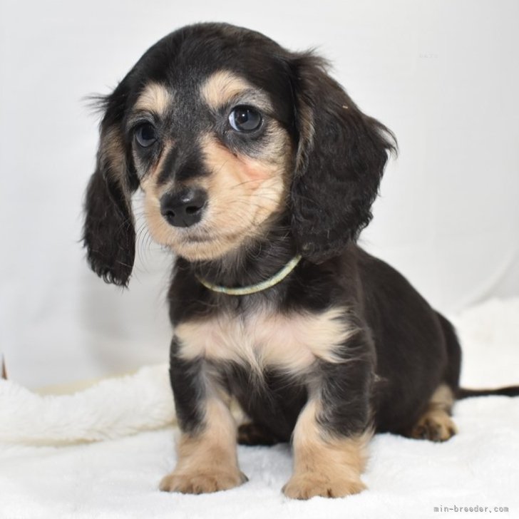 ミニチュアダックスフンド(ロング)【愛知県・男の子・2024年1月5日