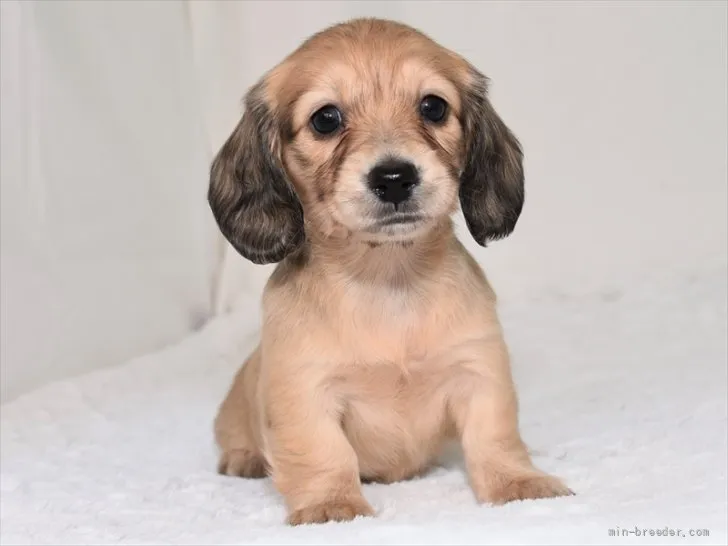 ID:2112-00369の子犬