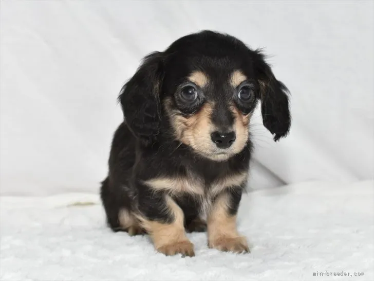 ID：2101-03238の子犬