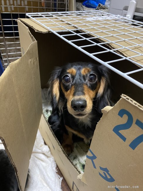 ミニチュアダックスフンド(ロング)【・女の子・2023年1月6日・ブラックタン】