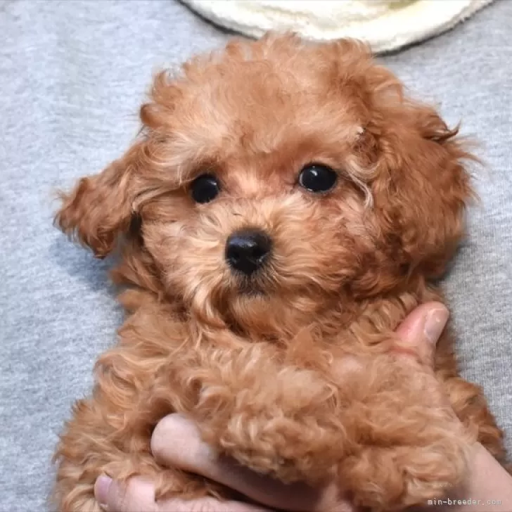 ID:2310-02607の子犬
