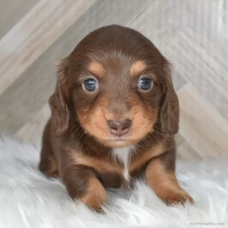 ID:2410-03093の子犬