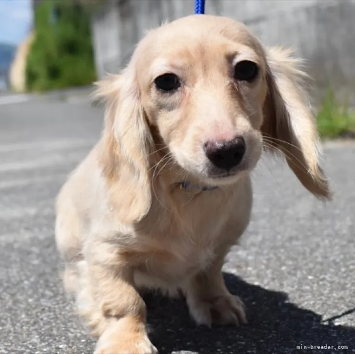 ゆきやお 様のお迎えした子犬