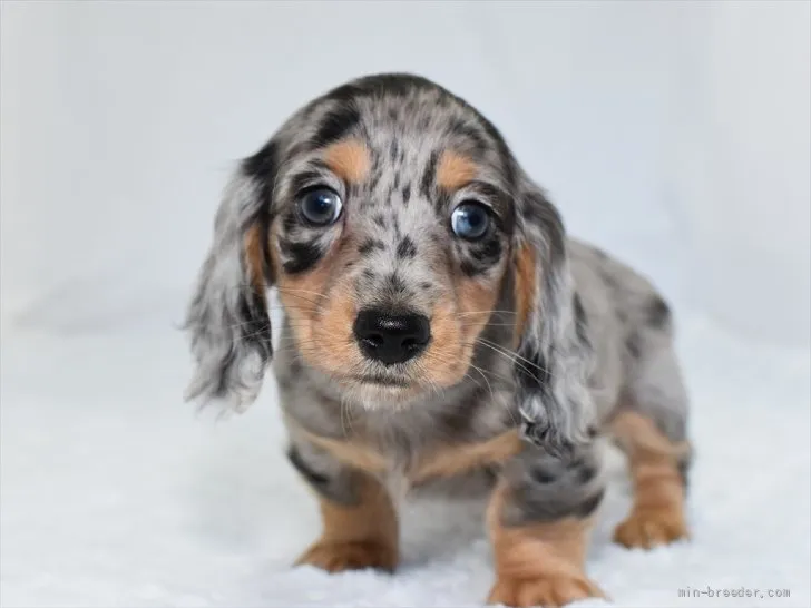 ID：2111-02610の子犬