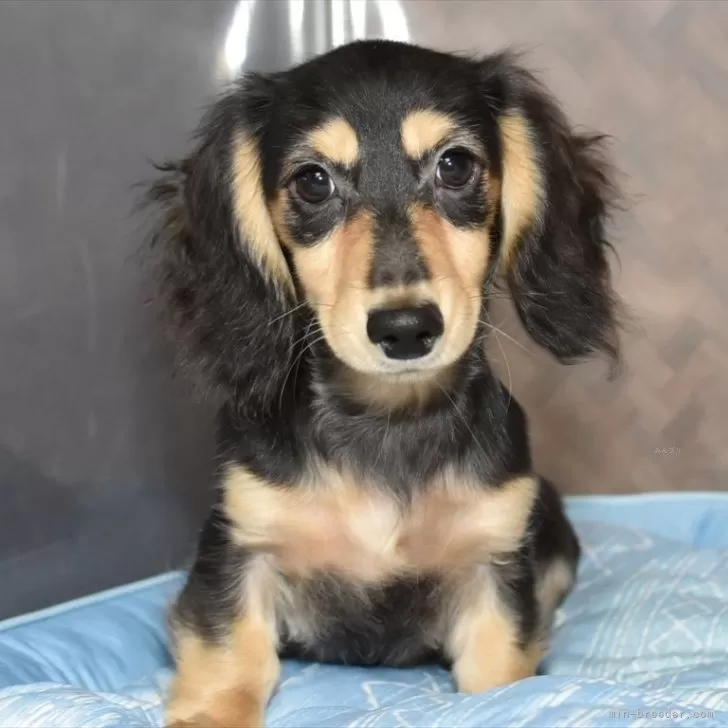 ID:2406-03186の子犬