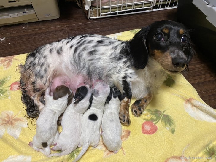ミニチュアダックスフンド(ロング)【・女の子・2023年4月11日・ブラックタンパイボールド】