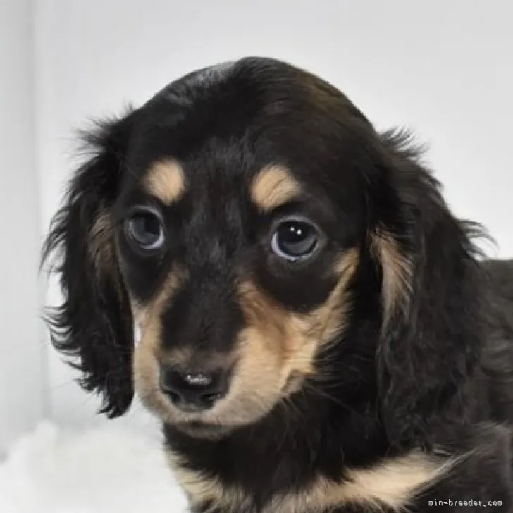 ID:2301-02046の子犬