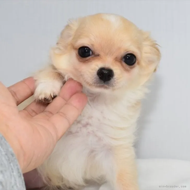ID:2306-04917の子犬