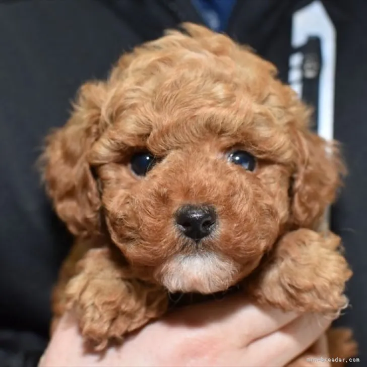 ID：2301-00599の子犬