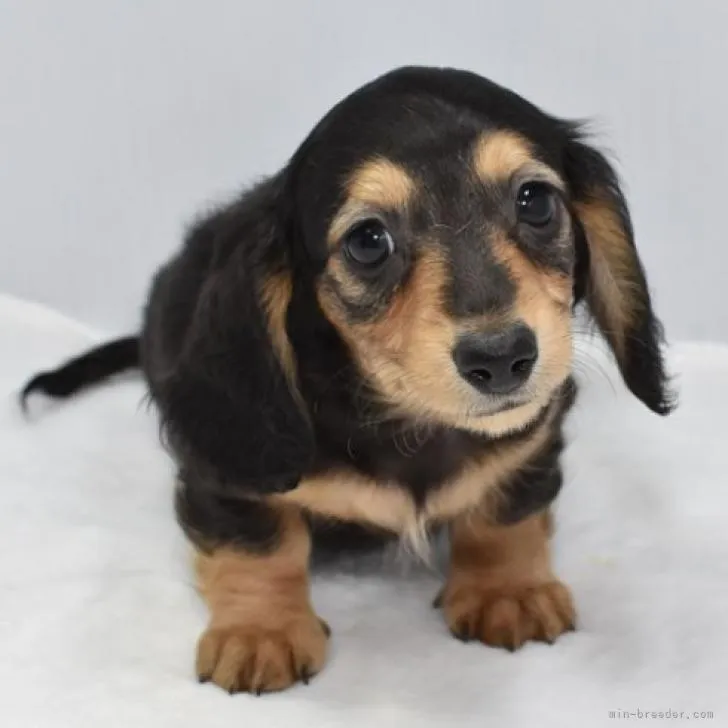 ID:2211-02313の子犬