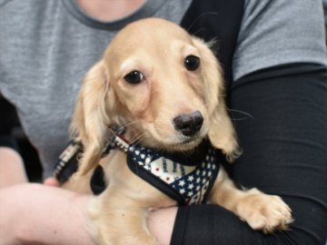 ミニチュアダックスフンド(ロング)【愛知県・男の子・2020年12月17日・イエロー】の写真「GWに一緒にお出かけ＆お散歩できます」