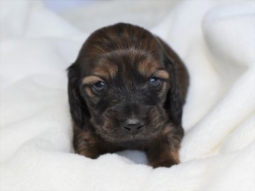 ミニチュアダックスフンド(ロング)【愛知県・男の子・2021年1月7日・レッド】の写真「オス１（大・濃いめ）小ぶりサイズ予想☆父カニンヘン」