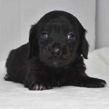 ミニチュアダックスフンド(ロング)【愛知県・男の子・2022年10月15日・ブラックソリッド】の写真「黒のオス2くん★ブリンドルっぽい毛色出てきました」