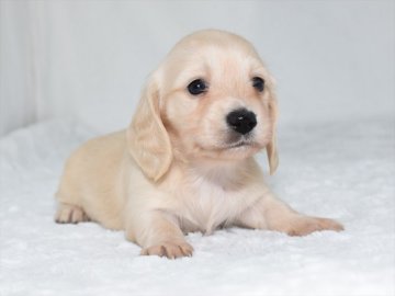 ミニチュアダックスフンド(ロング)【愛知県・女の子・2021年10月2日・イエロー】の写真「イエローのメス２ちゃん★両親ミニチュアダックス」