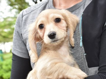 ミニチュアダックスフンド(ロング)【愛知県・女の子・2021年2月4日・イエロー】の写真「【見学後そのままお迎えOK】☆両親ミニチュア」