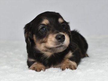 ミニチュアダックスフンド(ロング)【愛知県・男の子・2021年3月11日・ブラックイエロー】の写真「父はカニンヘン★5月2日（日）迄の期間限定募集」