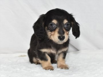 ミニチュアダックスフンド(ロング)【愛知県・男の子・2020年12月17日・ブラックイエロー】の写真「オス２☆両親ミニチュア【見学後そのままお迎えOK】」