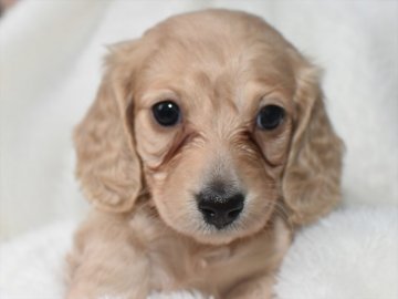 ミニチュアダックスフンド(ロング)【愛知県・女の子・2021年2月4日・イエロー】の写真「メス2ちゃん☆両親ミニチュア」