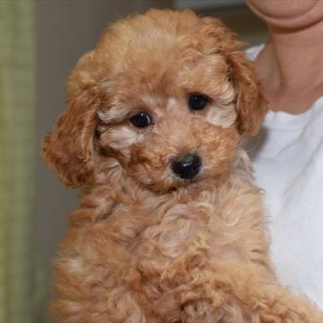 トイプードル(トイ)【愛知県・女の子・2022年9月28日・レッド】の写真「見学と同時にお迎えOK♪年末年始を一緒に過ごせる子」