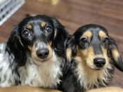 ミニチュアダックスフンド(ロング)【・女の子・2023年4月3日・ブラックイエロー】「右の子がイエ子さん。左の子は琥珀ちゃんです。」