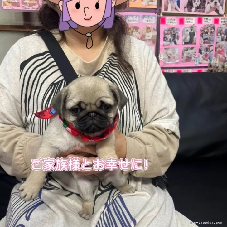 ID：2410-06231の子犬