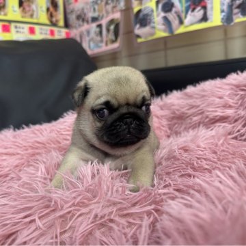 ミュベール　犬　ニット　パグ ミュベール 犬 ニット パグ