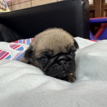 パグ【岐阜県・男の子・2025年10月10日・フォーン】の写真「スクスク成長中❗️」
