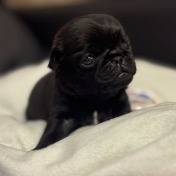 小型犬のプルパーカー 黒 Lee Lee 犬 服 秋 カットオフ パーカー 小型犬 | ブランド