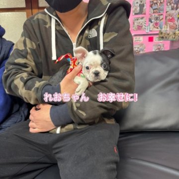 ボストンテリア【岐阜県・女の子・2024年11月15日・ボストンカラー】の写真「元気いっぱい🐾」