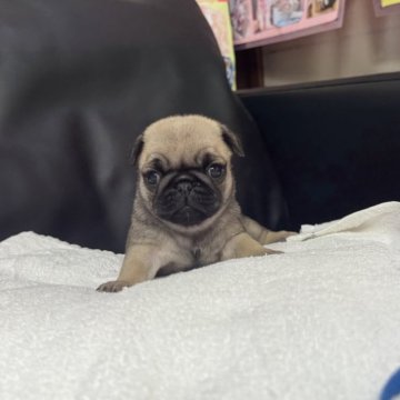 パグ【岐阜県・男の子・2025年10月10日・フォーン】の写真「スクスク成長中❗️」