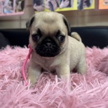 パグ【岐阜県・女の子・2025年9月7日・フォーン】の写真「スクスク成長中❗️」