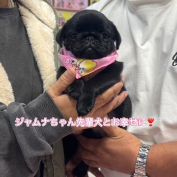 パグ【岐阜県・女の子・2025年9月7日・ブラック】の写真「スクスク成長中❗️」