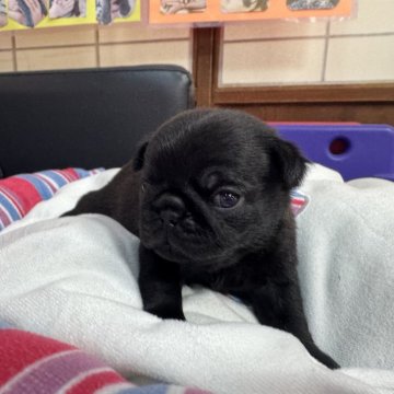 パグ【岐阜県・女の子・2025年10月10日・ブラック】の写真「スクスク成長中❗️」