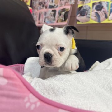 ボストンテリア【岐阜県・女の子・2025年9月27日・ボストンカラー】の写真「スクスク成長中❣️」