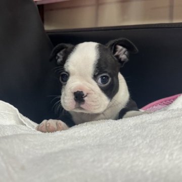 ボストンテリア【岐阜県・女の子・2025年9月26日・ボストンカラー】の写真「スクスク成長中❣️」