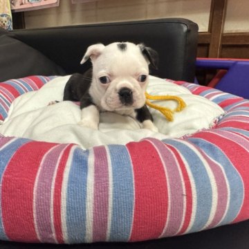 ボストンテリア【岐阜県・女の子・2025年9月27日・ボストンカラー】の写真「スクスク成長中❣️」