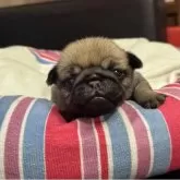 パグ