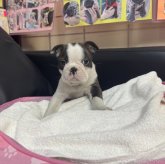 ボストンテリア