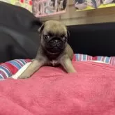 パグ