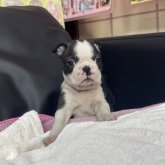 ボストンテリア