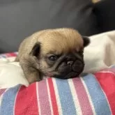 パグ