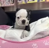 ボストンテリア