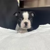 ボストンテリア【岐阜県・男の子・2025年9月26日・ボストンカラー】の写真1