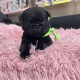 パグ