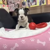 ボストンテリア