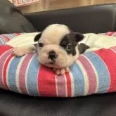 ボストンテリア