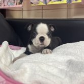 ボストンテリア