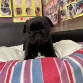 パグ