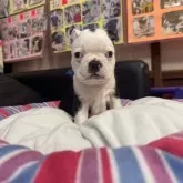 ボストンテリア