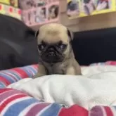 パグ
